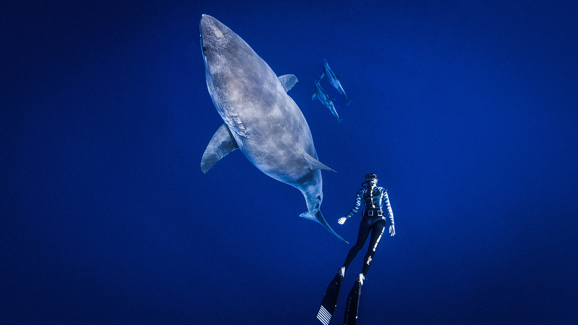 Meet 'The Shark Whisperer' Who's Caressed A Two-Tonne, 20ft-Long Great  White, Mavericks